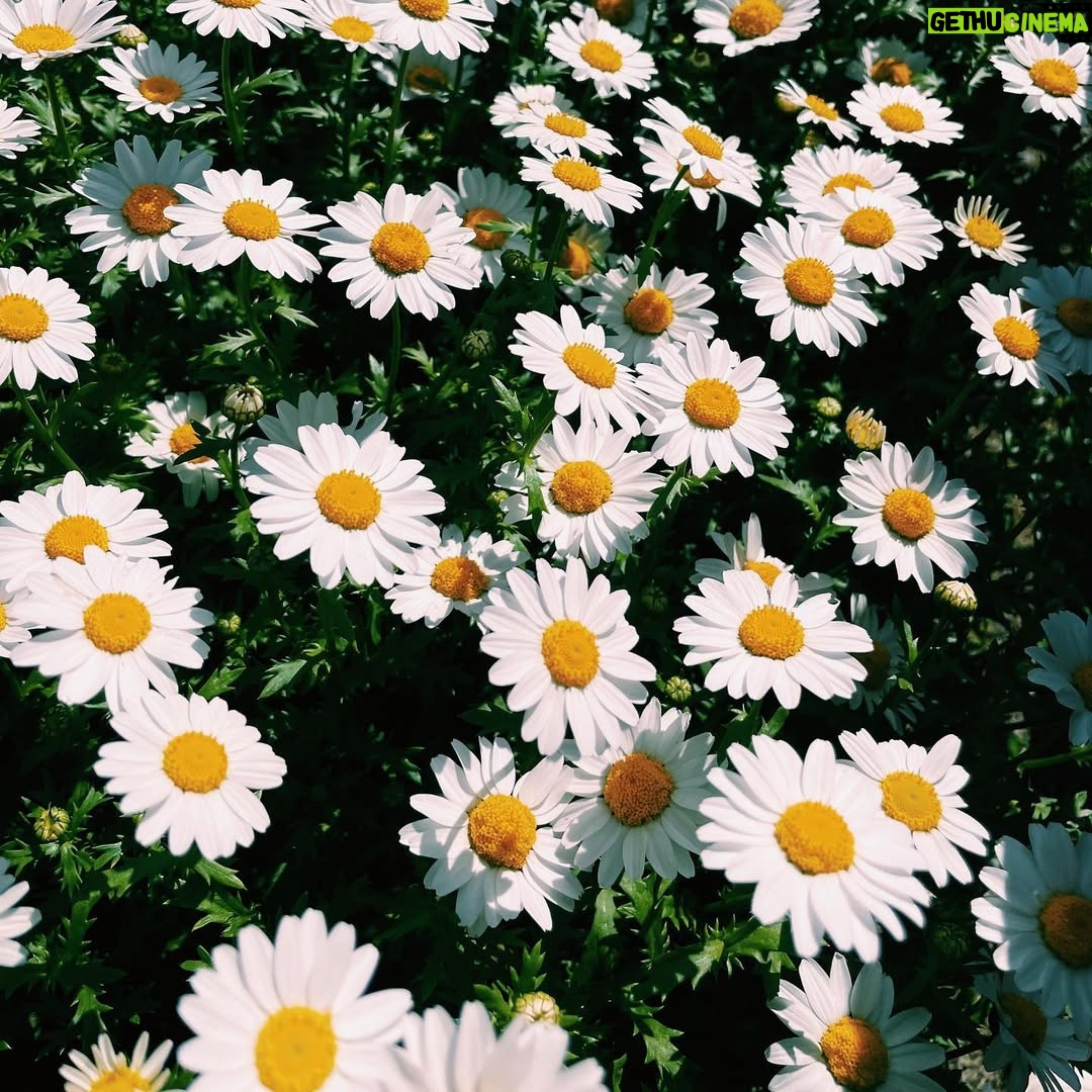 Shiori - 1K Likes - 🌼🤎