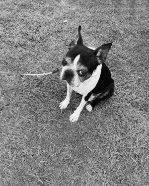 Shiori Instagram - 🖤#犬