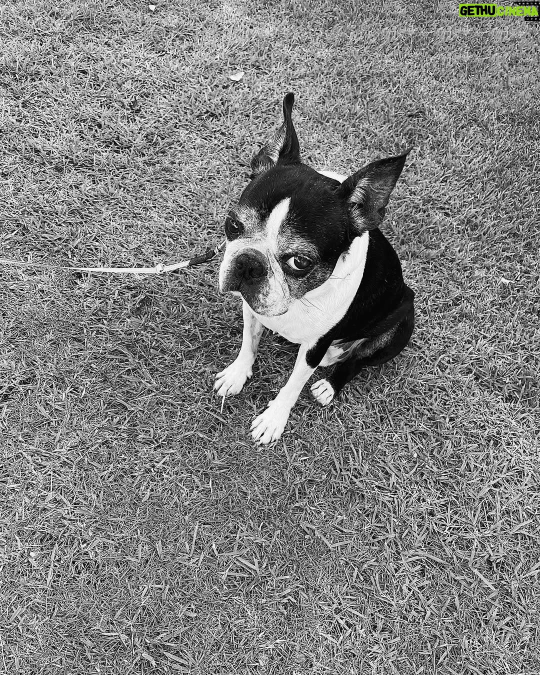 Shiori - 622 Likes - 🖤#犬