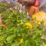 Srushti Dange