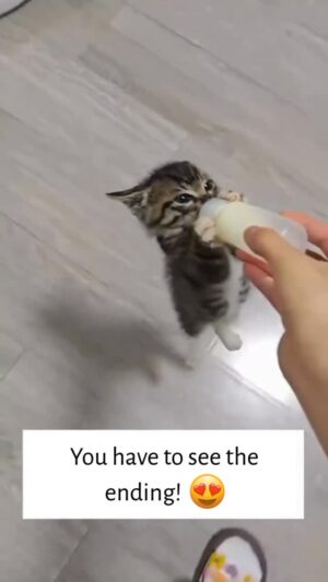 Surabhi Purohit Instagram - When you pamper the cat, like your own baby ❤️ cats are no different than human babies. Such an adorable cat. Definitely cat  of the Instagram.

#surabhiprabhu

Indian cat , Indian thing to do , Indians do it like that , the cat is just a bit melodramatic 😅😅 always over fed but still has to do this everytime 🤣😅

बिल्ली इतना ड्रामा करती है