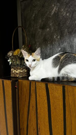 Upasana Singh Instagram - Babby and Lucyš#trending #comments #viralreels #trendingreelsvideo #viral #upasanasingh #cats_of_instagram #catsofinstagram #cats