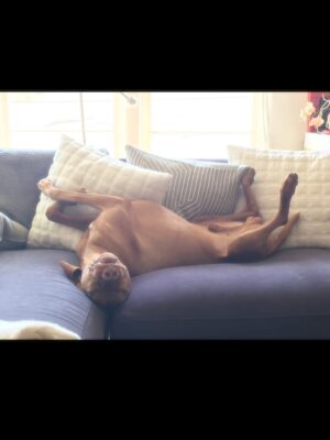Vinessa Shaw Instagram - Rufus, our sweet handsome boy is gone! He was 14! He had the deepest gaze and the goofiest ways. Climbing all over and licking you, balancing things on his head and pointing forever. A big personality all the way to the end. I think he was pretty special, even though I might be biased since he was my “first born”. I’d like to think we rescued him from “show business” since his parents were show dogs. He was meant to be famous, but he was only that for those who knew him. Since he passed the same day as the legendary handsome, gingery Robert Redford, perhaps he now lives among legends. #rufusthevizsla