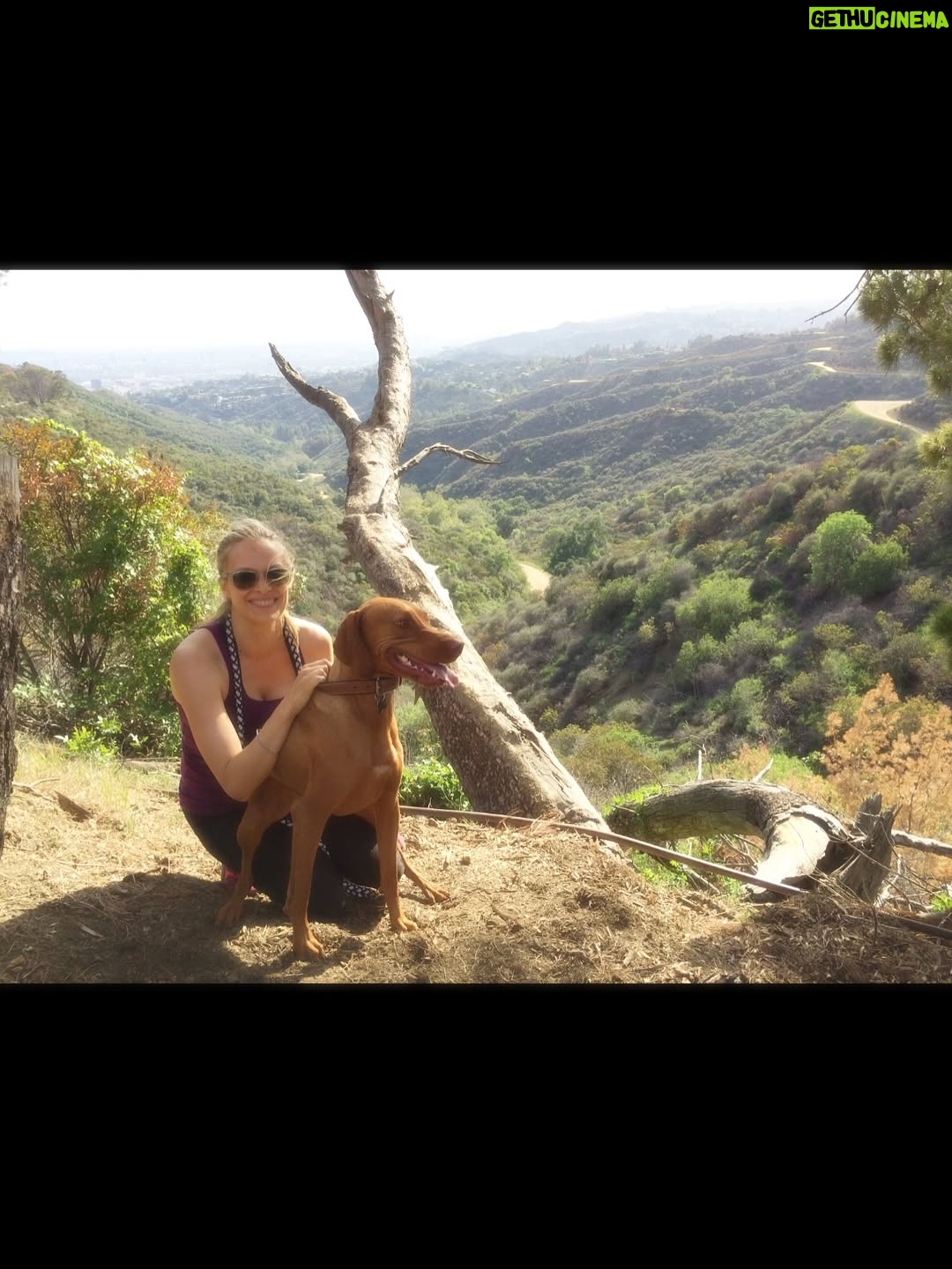 Vinessa Shaw - 2.2K Likes - Rufus, our sweet handsome boy is gone! He was 14! He had the deepest gaze and the goofiest ways. Climbing all over and licking you, balancing things on his head and pointing forever. A big personality all the way to the end. I think he was pretty special, even though I might be biased since he was my “first born”. I’d like to think we rescued him from “show business” since his parents were show dogs. He was meant to be famous, but he was only that for those who knew him. Since he passed the same day as the legendary handsome, gingery Robert Redford, perhaps he now lives among legends. #rufusthevizsla