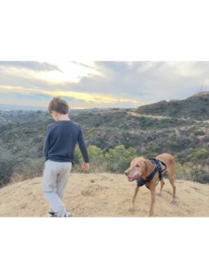 Vinessa Shaw Instagram - Rufus, our sweet handsome boy is gone! He was 14! He had the deepest gaze and the goofiest ways. Climbing all over and licking you, balancing things on his head and pointing forever. A big personality all the way to the end. I think he was pretty special, even though I might be biased since he was my “first born”. I’d like to think we rescued him from “show business” since his parents were show dogs. He was meant to be famous, but he was only that for those who knew him. Since he passed the same day as the legendary handsome, gingery Robert Redford, perhaps he now lives among legends. #rufusthevizsla