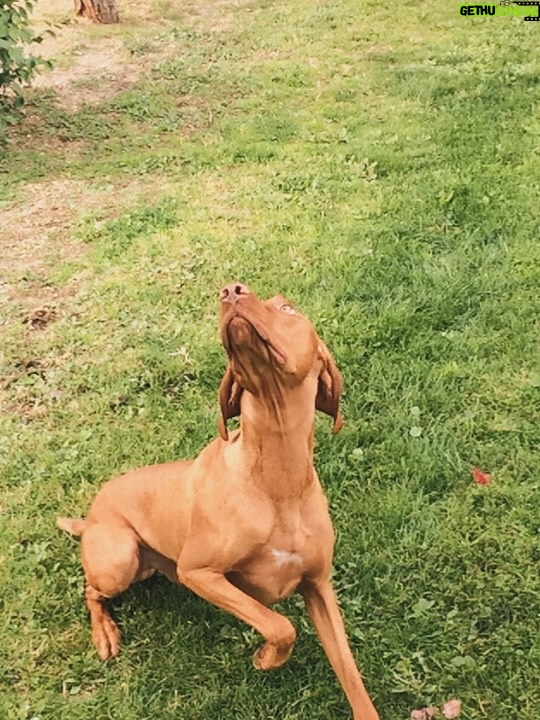 Vinessa Shaw - 2.2K Likes - Rufus, our sweet handsome boy is gone! He was 14! He had the deepest gaze and the goofiest ways. Climbing all over and licking you, balancing things on his head and pointing forever. A big personality all the way to the end. I think he was pretty special, even though I might be biased since he was my “first born”. I’d like to think we rescued him from “show business” since his parents were show dogs. He was meant to be famous, but he was only that for those who knew him. Since he passed the same day as the legendary handsome, gingery Robert Redford, perhaps he now lives among legends. #rufusthevizsla