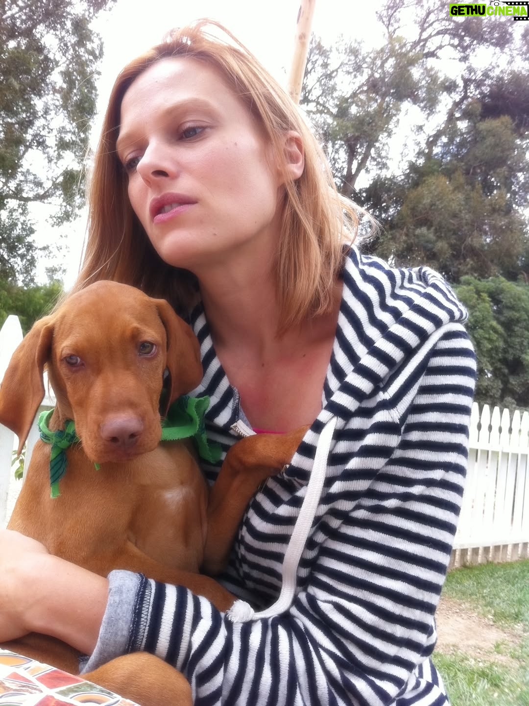 Vinessa Shaw - 2.2K Likes - Rufus, our sweet handsome boy is gone! He was 14! He had the deepest gaze and the goofiest ways. Climbing all over and licking you, balancing things on his head and pointing forever. A big personality all the way to the end. I think he was pretty special, even though I might be biased since he was my “first born”. I’d like to think we rescued him from “show business” since his parents were show dogs. He was meant to be famous, but he was only that for those who knew him. Since he passed the same day as the legendary handsome, gingery Robert Redford, perhaps he now lives among legends. #rufusthevizsla