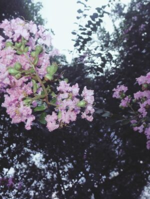Xu Mengjie Instagram - 🍃🌸🐶♡ ♡=♡²