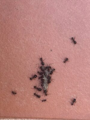 Zahara Instagram - Llevo septiembre tatuado en el costado.
Mes del año nuevo sin roscón de reyes.
Avanza este animal indomable a un ritmo cada vez más vertiginoso y yo busco una barandilla a la que agarrarme. A veces tiene forma de corcito, paseo; otras de meditación o de la mano de mijo de camino al colegio. Converso sobre emociones con las personas a las que amo y me desanimo leyendo a @frankiepiza mientras me cuestiono qué sé sobre qué. Nada es la sensación que me acecha. Lo que implica un océano de posibilidades.
Dicho esto, qué frío hoy ¿no?