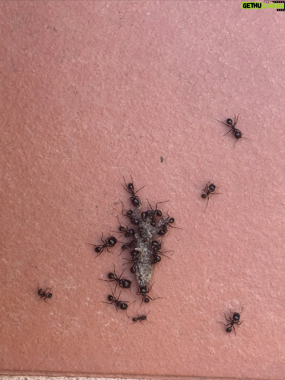 Zahara - 11.9K Likes - Llevo septiembre tatuado en el costado.
Mes del año nuevo sin roscón de reyes.
Avanza este animal indomable a un ritmo cada vez más vertiginoso y yo busco una barandilla a la que agarrarme. A veces tiene forma de corcito, paseo; otras de meditación o de la mano de mijo de camino al colegio. Converso sobre emociones con las personas a las que amo y me desanimo leyendo a @frankiepiza mientras me cuestiono qué sé sobre qué. Nada es la sensación que me acecha. Lo que implica un océano de posibilidades.
Dicho esto, qué frío hoy ¿no?