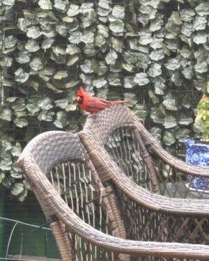 Anne Burrell Instagram - I was SO excited to see a cardinal on my terrace today!!!! It made me feel like my Grampa was stopping by for a little check in. 😊 #theclaxtons #ilovewhatido #luckygirl