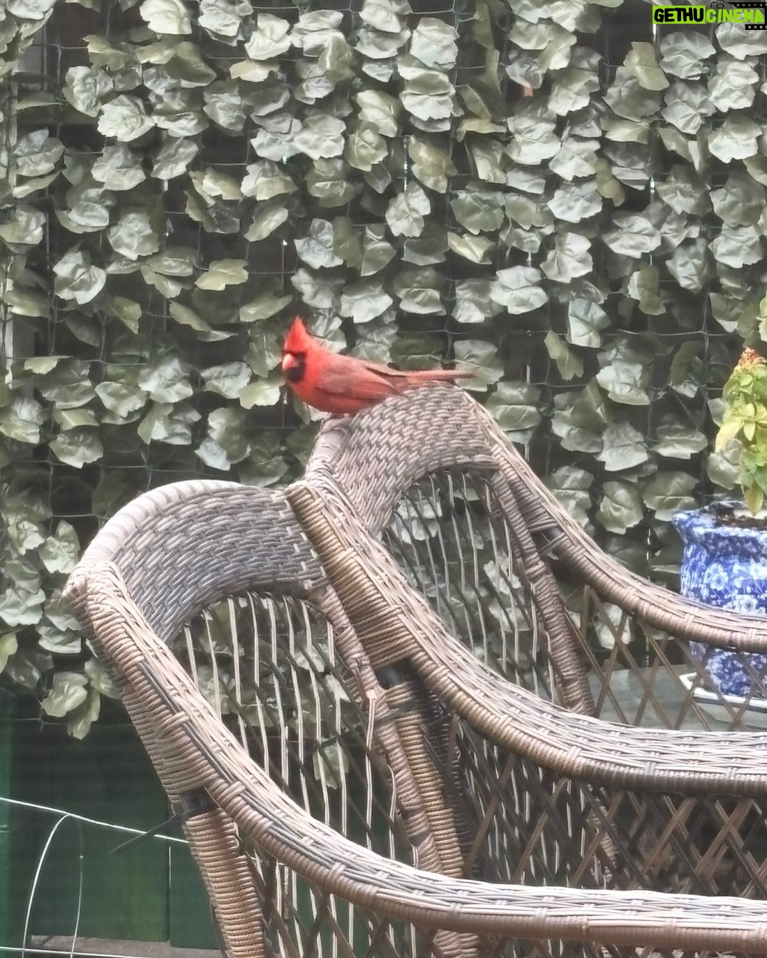 Anne Burrell - 7.5K Likes - I was SO excited to see a cardinal on my terrace today!!!! It made me feel like my Grampa was stopping by for a little check in. 😊 #theclaxtons #ilovewhatido #luckygirl