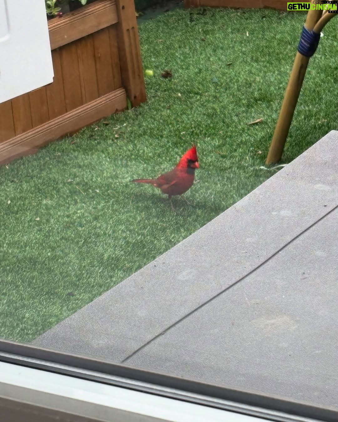 Anne Burrell - 7.5K Likes - I was SO excited to see a cardinal on my terrace today!!!! It made me feel like my Grampa was stopping by for a little check in. 😊 #theclaxtons #ilovewhatido #luckygirl