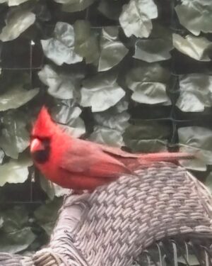 Anne Burrell Instagram - I was SO excited to see a cardinal on my terrace today!!!! It made me feel like my Grampa was stopping by for a little check in. 😊 #theclaxtons #ilovewhatido #luckygirl
