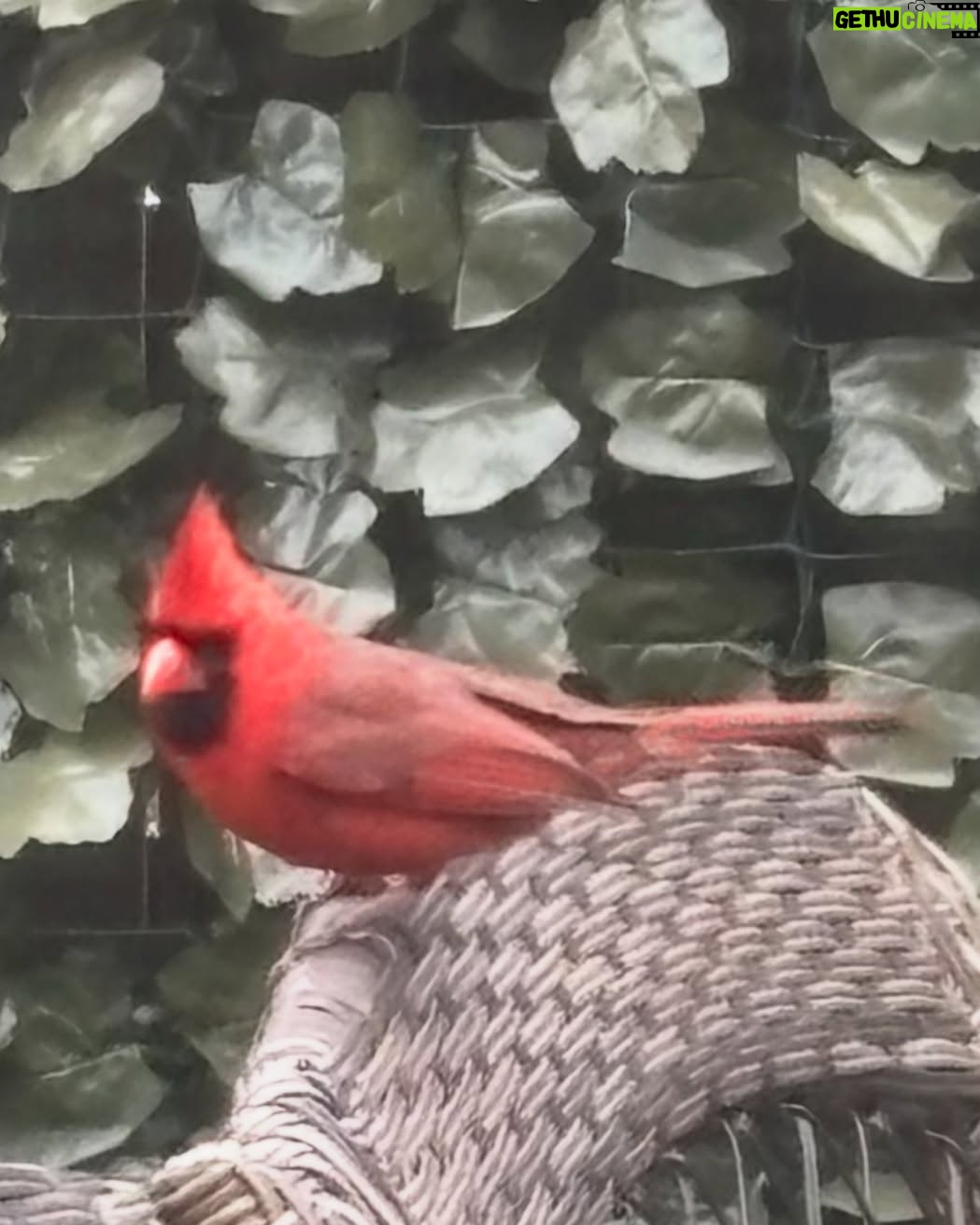 Anne Burrell - 7.5K Likes - I was SO excited to see a cardinal on my terrace today!!!! It made me feel like my Grampa was stopping by for a little check in. 😊 #theclaxtons #ilovewhatido #luckygirl