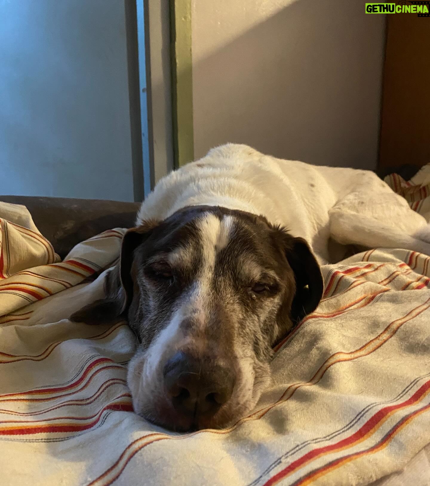 Claire Pommet - 128.9K Likes - 21.03.10 - 10.07.25 
mon premier amour de chien. 
floppy 💔