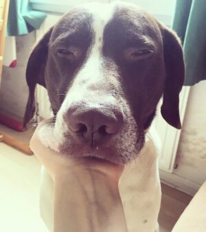 Claire Pommet Instagram - 21.03.10 - 10.07.25 
mon premier amour de chien. 
floppy 💔