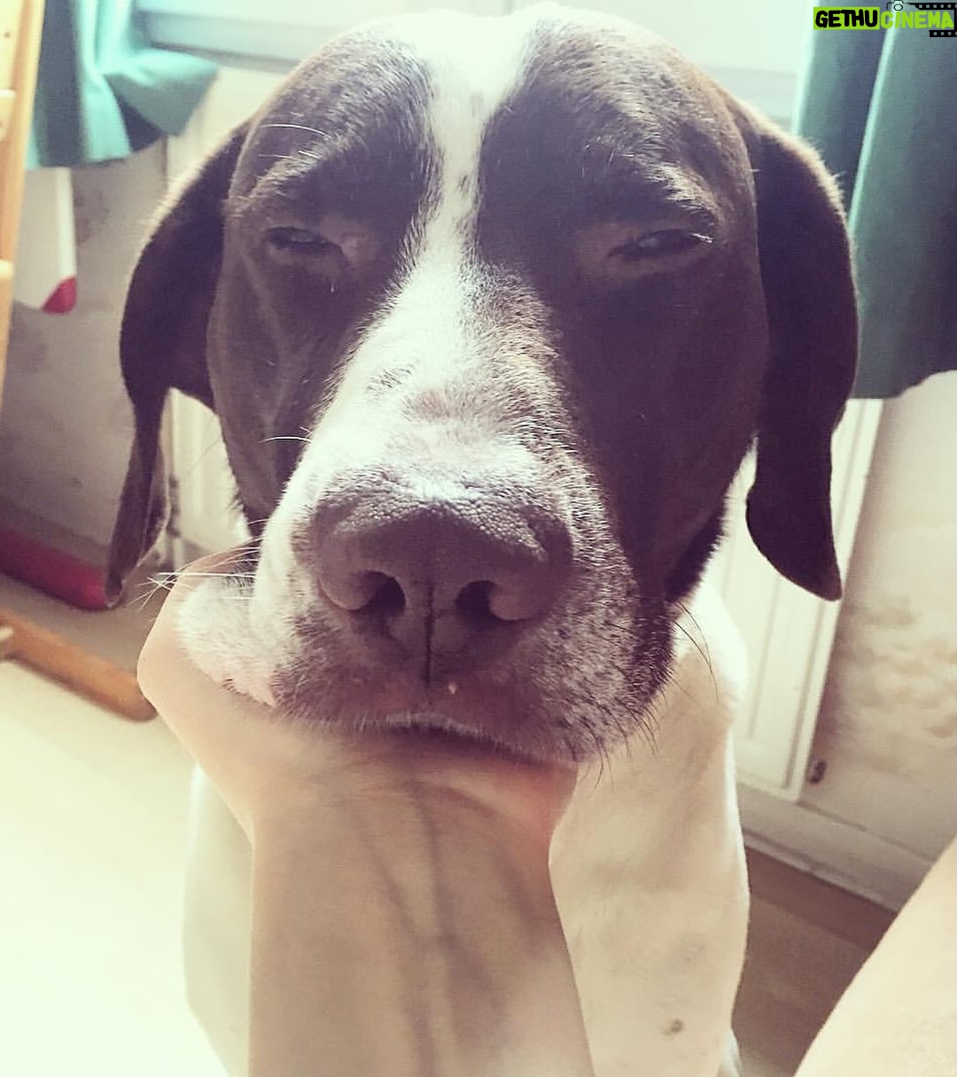 Claire Pommet - 128.9K Likes - 21.03.10 - 10.07.25 
mon premier amour de chien. 
floppy 💔