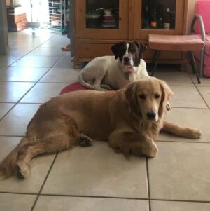 Claire Pommet Instagram - 21.03.10 - 10.07.25 
mon premier amour de chien. 
floppy 💔