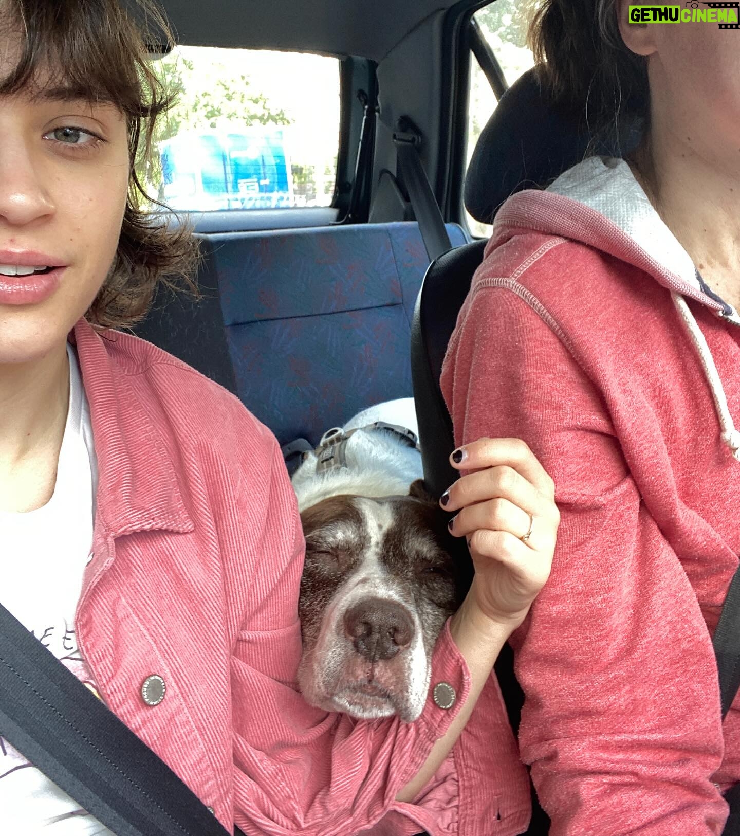 Claire Pommet - 128.9K Likes - 21.03.10 - 10.07.25 
mon premier amour de chien. 
floppy 💔