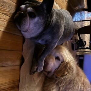 Connie Ballarini Instagram - Se me fue Troyita, la reina de la dulzura… 
Nunca conocí perrita más buena y dulce que vos Troyita hermosa 
Pasó un día de tu partida y yo no puedo más de tristeza, de extrañarte… no sé cómo hacer, te sigo buscando, te sigo encontrando en la casa con tus pelitos, en tus juguetes, tu camita, en tu mantita con tu olorcito 🥹
Es muy loco como pasaste a ser la perra de la familia ( porque eras la perrita de mi mamá q yo veía de vez en cuando cuando iba a la casa de la abuela o de mi vieja a ser MI FAMILIA 
Agradezco a la vida haberte tenido en mi vida, haberte disfrutado y cuidado. Aprendí lo lindo que se siente cuidar de otro ser y darlo todo para q esté bien 
Cuando la semana pasada en los días de chequeo Lau tu Veterinaria @veterinaria.manoba mientras te auscultaba y yo te agarraba la cabecita y te daba besitos para q no tengas miedo me dijo ‘ ay como te ama, no sabes cómo se le acelera el corazón cuando le das un beso’ … a mi se me estrujo el corazón mi bebita dulce y me pasaba lo mismo cuando me mirabas mi corazón se derretía 
Tengo el corazón destrozado pero como me dijo Lau TU Vet ayer cuando partiste, como el arte japonés hay q unir nuestro corazón roto con el amor que ellos nos dejan… y no somos los mismos.. seremos mejores por el paso de ellos en nuestras vidas 
Gracias por pasar por mi vida Troyi y volverla más dulce, más simple, más amorosa…. 
Pensé q te ibas en Enero, te lloré todo enero pero no, la peleaste y seguiste dándolo todo y todo era día a día … me enseñaste a agradecer cada momento juntas, a disfrutar del estar, de una caricia, de dar una vueltita a la manzana, todo lo cotidiano, lo ordinario me enseñaste a q sea extraordinario y q la vida es eso.. cada momento es extraordinario y me llenaron de felicidad a pesar del dolor … x tantos momentos juntas vividos que quedarán para siempre en mi corazón 
Si hay un cielo de perritos, ahí está yendo la más dulce de todas, recibanla con amor, con masajitos y con churrasquitos bien jugosos como le gustan a ella … ah y q no llueva xq le da miedito 🥹 
Te amamos por siemore tu familia India, @fedesimonetti , Egipto ( aunque viva donde quiera en el edificio) y yo tu mamá de los últimos años
🫶