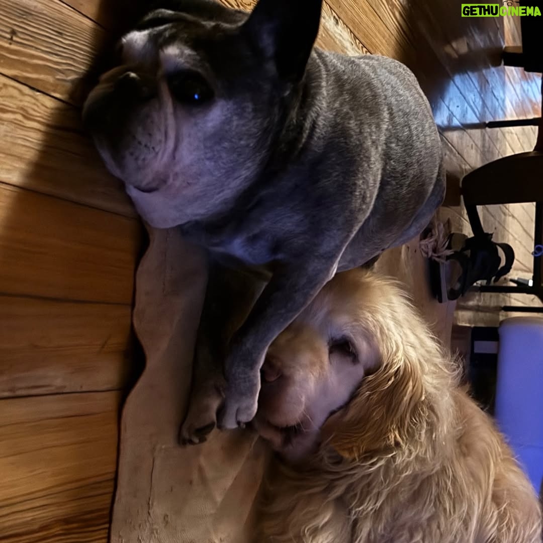 Connie Ballarini - 100.3K Likes - Se me fue Troyita, la reina de la dulzura… 
Nunca conocí perrita más buena y dulce que vos Troyita hermosa 
Pasó un día de tu partida y yo no puedo más de tristeza, de extrañarte… no sé cómo hacer, te sigo buscando, te sigo encontrando en la casa con tus pelitos, en tus juguetes, tu camita, en tu mantita con tu olorcito 🥹
Es muy loco como pasaste a ser la perra de la familia ( porque eras la perrita de mi mamá q yo veía de vez en cuando cuando iba a la casa de la abuela o de mi vieja a ser MI FAMILIA 
Agradezco a la vida haberte tenido en mi vida, haberte disfrutado y cuidado. Aprendí lo lindo que se siente cuidar de otro ser y darlo todo para q esté bien 
Cuando la semana pasada en los días de chequeo Lau tu Veterinaria @veterinaria.manoba mientras te auscultaba y yo te agarraba la cabecita y te daba besitos para q no tengas miedo me dijo ‘ ay como te ama, no sabes cómo se le acelera el corazón cuando le das un beso’ … a mi se me estrujo el corazón mi bebita dulce y me pasaba lo mismo cuando me mirabas mi corazón se derretía 
Tengo el corazón destrozado pero como me dijo Lau TU Vet ayer cuando partiste, como el arte japonés hay q unir nuestro corazón roto con el amor que ellos nos dejan… y no somos los mismos.. seremos mejores por el paso de ellos en nuestras vidas 
Gracias por pasar por mi vida Troyi y volverla más dulce, más simple, más amorosa…. 
Pensé q te ibas en Enero, te lloré todo enero pero no, la peleaste y seguiste dándolo todo y todo era día a día … me enseñaste a agradecer cada momento juntas, a disfrutar del estar, de una caricia, de dar una vueltita a la manzana, todo lo cotidiano, lo ordinario me enseñaste a q sea extraordinario y q la vida es eso.. cada momento es extraordinario y me llenaron de felicidad a pesar del dolor … x tantos momentos juntas vividos que quedarán para siempre en mi corazón 
Si hay un cielo de perritos, ahí está yendo la más dulce de todas, recibanla con amor, con masajitos y con churrasquitos bien jugosos como le gustan a ella … ah y q no llueva xq le da miedito 🥹 
Te amamos por siemore tu familia India, @fedesimonetti , Egipto ( aunque viva donde quiera en el edificio) y yo tu mamá de los últimos años
🫶