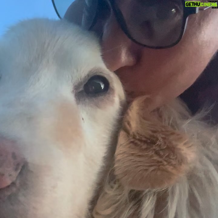 Connie Ballarini - 100.3K Likes - Se me fue Troyita, la reina de la dulzura… 
Nunca conocí perrita más buena y dulce que vos Troyita hermosa 
Pasó un día de tu partida y yo no puedo más de tristeza, de extrañarte… no sé cómo hacer, te sigo buscando, te sigo encontrando en la casa con tus pelitos, en tus juguetes, tu camita, en tu mantita con tu olorcito 🥹
Es muy loco como pasaste a ser la perra de la familia ( porque eras la perrita de mi mamá q yo veía de vez en cuando cuando iba a la casa de la abuela o de mi vieja a ser MI FAMILIA 
Agradezco a la vida haberte tenido en mi vida, haberte disfrutado y cuidado. Aprendí lo lindo que se siente cuidar de otro ser y darlo todo para q esté bien 
Cuando la semana pasada en los días de chequeo Lau tu Veterinaria @veterinaria.manoba mientras te auscultaba y yo te agarraba la cabecita y te daba besitos para q no tengas miedo me dijo ‘ ay como te ama, no sabes cómo se le acelera el corazón cuando le das un beso’ … a mi se me estrujo el corazón mi bebita dulce y me pasaba lo mismo cuando me mirabas mi corazón se derretía 
Tengo el corazón destrozado pero como me dijo Lau TU Vet ayer cuando partiste, como el arte japonés hay q unir nuestro corazón roto con el amor que ellos nos dejan… y no somos los mismos.. seremos mejores por el paso de ellos en nuestras vidas 
Gracias por pasar por mi vida Troyi y volverla más dulce, más simple, más amorosa…. 
Pensé q te ibas en Enero, te lloré todo enero pero no, la peleaste y seguiste dándolo todo y todo era día a día … me enseñaste a agradecer cada momento juntas, a disfrutar del estar, de una caricia, de dar una vueltita a la manzana, todo lo cotidiano, lo ordinario me enseñaste a q sea extraordinario y q la vida es eso.. cada momento es extraordinario y me llenaron de felicidad a pesar del dolor … x tantos momentos juntas vividos que quedarán para siempre en mi corazón 
Si hay un cielo de perritos, ahí está yendo la más dulce de todas, recibanla con amor, con masajitos y con churrasquitos bien jugosos como le gustan a ella … ah y q no llueva xq le da miedito 🥹 
Te amamos por siemore tu familia India, @fedesimonetti , Egipto ( aunque viva donde quiera en el edificio) y yo tu mamá de los últimos años
🫶