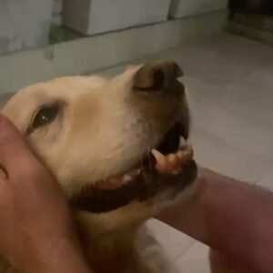 Connie Ballarini Instagram - Se me fue Troyita, la reina de la dulzura… 
Nunca conocí perrita más buena y dulce que vos Troyita hermosa 
Pasó un día de tu partida y yo no puedo más de tristeza, de extrañarte… no sé cómo hacer, te sigo buscando, te sigo encontrando en la casa con tus pelitos, en tus juguetes, tu camita, en tu mantita con tu olorcito 🥹
Es muy loco como pasaste a ser la perra de la familia ( porque eras la perrita de mi mamá q yo veía de vez en cuando cuando iba a la casa de la abuela o de mi vieja a ser MI FAMILIA 
Agradezco a la vida haberte tenido en mi vida, haberte disfrutado y cuidado. Aprendí lo lindo que se siente cuidar de otro ser y darlo todo para q esté bien 
Cuando la semana pasada en los días de chequeo Lau tu Veterinaria @veterinaria.manoba mientras te auscultaba y yo te agarraba la cabecita y te daba besitos para q no tengas miedo me dijo ‘ ay como te ama, no sabes cómo se le acelera el corazón cuando le das un beso’ … a mi se me estrujo el corazón mi bebita dulce y me pasaba lo mismo cuando me mirabas mi corazón se derretía 
Tengo el corazón destrozado pero como me dijo Lau TU Vet ayer cuando partiste, como el arte japonés hay q unir nuestro corazón roto con el amor que ellos nos dejan… y no somos los mismos.. seremos mejores por el paso de ellos en nuestras vidas 
Gracias por pasar por mi vida Troyi y volverla más dulce, más simple, más amorosa…. 
Pensé q te ibas en Enero, te lloré todo enero pero no, la peleaste y seguiste dándolo todo y todo era día a día … me enseñaste a agradecer cada momento juntas, a disfrutar del estar, de una caricia, de dar una vueltita a la manzana, todo lo cotidiano, lo ordinario me enseñaste a q sea extraordinario y q la vida es eso.. cada momento es extraordinario y me llenaron de felicidad a pesar del dolor … x tantos momentos juntas vividos que quedarán para siempre en mi corazón 
Si hay un cielo de perritos, ahí está yendo la más dulce de todas, recibanla con amor, con masajitos y con churrasquitos bien jugosos como le gustan a ella … ah y q no llueva xq le da miedito 🥹 
Te amamos por siemore tu familia India, @fedesimonetti , Egipto ( aunque viva donde quiera en el edificio) y yo tu mamá de los últimos años
🫶