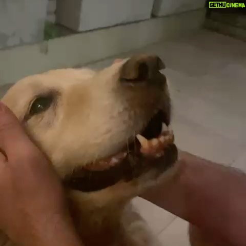 Connie Ballarini - 100.3K Likes - Se me fue Troyita, la reina de la dulzura… 
Nunca conocí perrita más buena y dulce que vos Troyita hermosa 
Pasó un día de tu partida y yo no puedo más de tristeza, de extrañarte… no sé cómo hacer, te sigo buscando, te sigo encontrando en la casa con tus pelitos, en tus juguetes, tu camita, en tu mantita con tu olorcito 🥹
Es muy loco como pasaste a ser la perra de la familia ( porque eras la perrita de mi mamá q yo veía de vez en cuando cuando iba a la casa de la abuela o de mi vieja a ser MI FAMILIA 
Agradezco a la vida haberte tenido en mi vida, haberte disfrutado y cuidado. Aprendí lo lindo que se siente cuidar de otro ser y darlo todo para q esté bien 
Cuando la semana pasada en los días de chequeo Lau tu Veterinaria @veterinaria.manoba mientras te auscultaba y yo te agarraba la cabecita y te daba besitos para q no tengas miedo me dijo ‘ ay como te ama, no sabes cómo se le acelera el corazón cuando le das un beso’ … a mi se me estrujo el corazón mi bebita dulce y me pasaba lo mismo cuando me mirabas mi corazón se derretía 
Tengo el corazón destrozado pero como me dijo Lau TU Vet ayer cuando partiste, como el arte japonés hay q unir nuestro corazón roto con el amor que ellos nos dejan… y no somos los mismos.. seremos mejores por el paso de ellos en nuestras vidas 
Gracias por pasar por mi vida Troyi y volverla más dulce, más simple, más amorosa…. 
Pensé q te ibas en Enero, te lloré todo enero pero no, la peleaste y seguiste dándolo todo y todo era día a día … me enseñaste a agradecer cada momento juntas, a disfrutar del estar, de una caricia, de dar una vueltita a la manzana, todo lo cotidiano, lo ordinario me enseñaste a q sea extraordinario y q la vida es eso.. cada momento es extraordinario y me llenaron de felicidad a pesar del dolor … x tantos momentos juntas vividos que quedarán para siempre en mi corazón 
Si hay un cielo de perritos, ahí está yendo la más dulce de todas, recibanla con amor, con masajitos y con churrasquitos bien jugosos como le gustan a ella … ah y q no llueva xq le da miedito 🥹 
Te amamos por siemore tu familia India, @fedesimonetti , Egipto ( aunque viva donde quiera en el edificio) y yo tu mamá de los últimos años
🫶