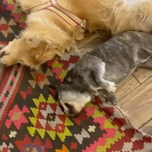Connie Ballarini Instagram - Se me fue Troyita, la reina de la dulzura… 
Nunca conocí perrita más buena y dulce que vos Troyita hermosa 
Pasó un día de tu partida y yo no puedo más de tristeza, de extrañarte… no sé cómo hacer, te sigo buscando, te sigo encontrando en la casa con tus pelitos, en tus juguetes, tu camita, en tu mantita con tu olorcito 🥹
Es muy loco como pasaste a ser la perra de la familia ( porque eras la perrita de mi mamá q yo veía de vez en cuando cuando iba a la casa de la abuela o de mi vieja a ser MI FAMILIA 
Agradezco a la vida haberte tenido en mi vida, haberte disfrutado y cuidado. Aprendí lo lindo que se siente cuidar de otro ser y darlo todo para q esté bien 
Cuando la semana pasada en los días de chequeo Lau tu Veterinaria @veterinaria.manoba mientras te auscultaba y yo te agarraba la cabecita y te daba besitos para q no tengas miedo me dijo ‘ ay como te ama, no sabes cómo se le acelera el corazón cuando le das un beso’ … a mi se me estrujo el corazón mi bebita dulce y me pasaba lo mismo cuando me mirabas mi corazón se derretía 
Tengo el corazón destrozado pero como me dijo Lau TU Vet ayer cuando partiste, como el arte japonés hay q unir nuestro corazón roto con el amor que ellos nos dejan… y no somos los mismos.. seremos mejores por el paso de ellos en nuestras vidas 
Gracias por pasar por mi vida Troyi y volverla más dulce, más simple, más amorosa…. 
Pensé q te ibas en Enero, te lloré todo enero pero no, la peleaste y seguiste dándolo todo y todo era día a día … me enseñaste a agradecer cada momento juntas, a disfrutar del estar, de una caricia, de dar una vueltita a la manzana, todo lo cotidiano, lo ordinario me enseñaste a q sea extraordinario y q la vida es eso.. cada momento es extraordinario y me llenaron de felicidad a pesar del dolor … x tantos momentos juntas vividos que quedarán para siempre en mi corazón 
Si hay un cielo de perritos, ahí está yendo la más dulce de todas, recibanla con amor, con masajitos y con churrasquitos bien jugosos como le gustan a ella … ah y q no llueva xq le da miedito 🥹 
Te amamos por siemore tu familia India, @fedesimonetti , Egipto ( aunque viva donde quiera en el edificio) y yo tu mamá de los últimos años
🫶