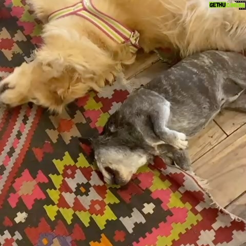 Connie Ballarini - 100.3K Likes - Se me fue Troyita, la reina de la dulzura… 
Nunca conocí perrita más buena y dulce que vos Troyita hermosa 
Pasó un día de tu partida y yo no puedo más de tristeza, de extrañarte… no sé cómo hacer, te sigo buscando, te sigo encontrando en la casa con tus pelitos, en tus juguetes, tu camita, en tu mantita con tu olorcito 🥹
Es muy loco como pasaste a ser la perra de la familia ( porque eras la perrita de mi mamá q yo veía de vez en cuando cuando iba a la casa de la abuela o de mi vieja a ser MI FAMILIA 
Agradezco a la vida haberte tenido en mi vida, haberte disfrutado y cuidado. Aprendí lo lindo que se siente cuidar de otro ser y darlo todo para q esté bien 
Cuando la semana pasada en los días de chequeo Lau tu Veterinaria @veterinaria.manoba mientras te auscultaba y yo te agarraba la cabecita y te daba besitos para q no tengas miedo me dijo ‘ ay como te ama, no sabes cómo se le acelera el corazón cuando le das un beso’ … a mi se me estrujo el corazón mi bebita dulce y me pasaba lo mismo cuando me mirabas mi corazón se derretía 
Tengo el corazón destrozado pero como me dijo Lau TU Vet ayer cuando partiste, como el arte japonés hay q unir nuestro corazón roto con el amor que ellos nos dejan… y no somos los mismos.. seremos mejores por el paso de ellos en nuestras vidas 
Gracias por pasar por mi vida Troyi y volverla más dulce, más simple, más amorosa…. 
Pensé q te ibas en Enero, te lloré todo enero pero no, la peleaste y seguiste dándolo todo y todo era día a día … me enseñaste a agradecer cada momento juntas, a disfrutar del estar, de una caricia, de dar una vueltita a la manzana, todo lo cotidiano, lo ordinario me enseñaste a q sea extraordinario y q la vida es eso.. cada momento es extraordinario y me llenaron de felicidad a pesar del dolor … x tantos momentos juntas vividos que quedarán para siempre en mi corazón 
Si hay un cielo de perritos, ahí está yendo la más dulce de todas, recibanla con amor, con masajitos y con churrasquitos bien jugosos como le gustan a ella … ah y q no llueva xq le da miedito 🥹 
Te amamos por siemore tu familia India, @fedesimonetti , Egipto ( aunque viva donde quiera en el edificio) y yo tu mamá de los últimos años
🫶