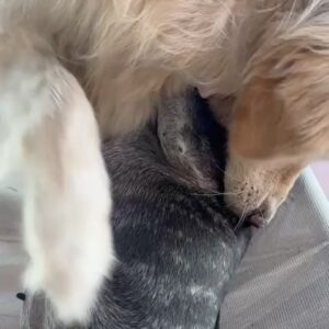 Connie Ballarini Instagram - Se me fue Troyita, la reina de la dulzura… 
Nunca conocí perrita más buena y dulce que vos Troyita hermosa 
Pasó un día de tu partida y yo no puedo más de tristeza, de extrañarte… no sé cómo hacer, te sigo buscando, te sigo encontrando en la casa con tus pelitos, en tus juguetes, tu camita, en tu mantita con tu olorcito 🥹
Es muy loco como pasaste a ser la perra de la familia ( porque eras la perrita de mi mamá q yo veía de vez en cuando cuando iba a la casa de la abuela o de mi vieja a ser MI FAMILIA 
Agradezco a la vida haberte tenido en mi vida, haberte disfrutado y cuidado. Aprendí lo lindo que se siente cuidar de otro ser y darlo todo para q esté bien 
Cuando la semana pasada en los días de chequeo Lau tu Veterinaria @veterinaria.manoba mientras te auscultaba y yo te agarraba la cabecita y te daba besitos para q no tengas miedo me dijo ‘ ay como te ama, no sabes cómo se le acelera el corazón cuando le das un beso’ … a mi se me estrujo el corazón mi bebita dulce y me pasaba lo mismo cuando me mirabas mi corazón se derretía 
Tengo el corazón destrozado pero como me dijo Lau TU Vet ayer cuando partiste, como el arte japonés hay q unir nuestro corazón roto con el amor que ellos nos dejan… y no somos los mismos.. seremos mejores por el paso de ellos en nuestras vidas 
Gracias por pasar por mi vida Troyi y volverla más dulce, más simple, más amorosa…. 
Pensé q te ibas en Enero, te lloré todo enero pero no, la peleaste y seguiste dándolo todo y todo era día a día … me enseñaste a agradecer cada momento juntas, a disfrutar del estar, de una caricia, de dar una vueltita a la manzana, todo lo cotidiano, lo ordinario me enseñaste a q sea extraordinario y q la vida es eso.. cada momento es extraordinario y me llenaron de felicidad a pesar del dolor … x tantos momentos juntas vividos que quedarán para siempre en mi corazón 
Si hay un cielo de perritos, ahí está yendo la más dulce de todas, recibanla con amor, con masajitos y con churrasquitos bien jugosos como le gustan a ella … ah y q no llueva xq le da miedito 🥹 
Te amamos por siemore tu familia India, @fedesimonetti , Egipto ( aunque viva donde quiera en el edificio) y yo tu mamá de los últimos años
🫶