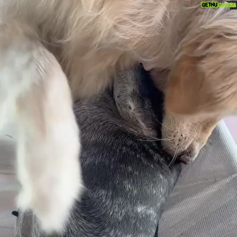 Connie Ballarini - 100.3K Likes - Se me fue Troyita, la reina de la dulzura… 
Nunca conocí perrita más buena y dulce que vos Troyita hermosa 
Pasó un día de tu partida y yo no puedo más de tristeza, de extrañarte… no sé cómo hacer, te sigo buscando, te sigo encontrando en la casa con tus pelitos, en tus juguetes, tu camita, en tu mantita con tu olorcito 🥹
Es muy loco como pasaste a ser la perra de la familia ( porque eras la perrita de mi mamá q yo veía de vez en cuando cuando iba a la casa de la abuela o de mi vieja a ser MI FAMILIA 
Agradezco a la vida haberte tenido en mi vida, haberte disfrutado y cuidado. Aprendí lo lindo que se siente cuidar de otro ser y darlo todo para q esté bien 
Cuando la semana pasada en los días de chequeo Lau tu Veterinaria @veterinaria.manoba mientras te auscultaba y yo te agarraba la cabecita y te daba besitos para q no tengas miedo me dijo ‘ ay como te ama, no sabes cómo se le acelera el corazón cuando le das un beso’ … a mi se me estrujo el corazón mi bebita dulce y me pasaba lo mismo cuando me mirabas mi corazón se derretía 
Tengo el corazón destrozado pero como me dijo Lau TU Vet ayer cuando partiste, como el arte japonés hay q unir nuestro corazón roto con el amor que ellos nos dejan… y no somos los mismos.. seremos mejores por el paso de ellos en nuestras vidas 
Gracias por pasar por mi vida Troyi y volverla más dulce, más simple, más amorosa…. 
Pensé q te ibas en Enero, te lloré todo enero pero no, la peleaste y seguiste dándolo todo y todo era día a día … me enseñaste a agradecer cada momento juntas, a disfrutar del estar, de una caricia, de dar una vueltita a la manzana, todo lo cotidiano, lo ordinario me enseñaste a q sea extraordinario y q la vida es eso.. cada momento es extraordinario y me llenaron de felicidad a pesar del dolor … x tantos momentos juntas vividos que quedarán para siempre en mi corazón 
Si hay un cielo de perritos, ahí está yendo la más dulce de todas, recibanla con amor, con masajitos y con churrasquitos bien jugosos como le gustan a ella … ah y q no llueva xq le da miedito 🥹 
Te amamos por siemore tu familia India, @fedesimonetti , Egipto ( aunque viva donde quiera en el edificio) y yo tu mamá de los últimos años
🫶