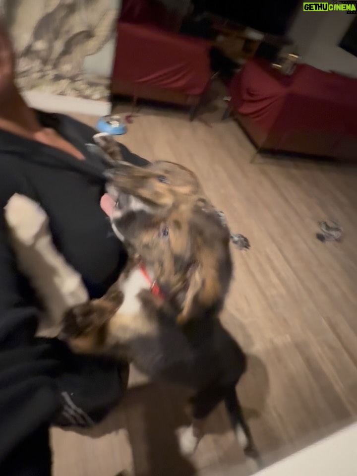 Connie Ballarini - 18.4K Likes - EL REENCUENTRO…. con EL CHINO y BIZNIKKE 🐾 🥰

Después de 3 semanas de Gira fue como correspondía: Intenso y lleno de besos … 
Me encontré con dos adolescentes, triplicaron su tamaño, ya no tienen la panza rosa de bebé 🥹, les cambió la voz, están con acné y el gordo Biznikke pegó el estirón a tal punto q ahora es El Lungo Biznikke … y El Chino bueh el siempre Chino, eso no cambió 😂
Están hermosos, son tan adorables como intensos y la casa 🏠 bueh vamos a decir que está ADAPTADA … (toda subida a un metro de altura 😳) xq con un salto te cambian la lamparita 

👉🏽El 2do video es para hacer justicia de los calzones q le rompieron a @fedesimonetti  Les di SU PRIMERA TANGA para q la destrocen como corresponde 😂🙌🏽