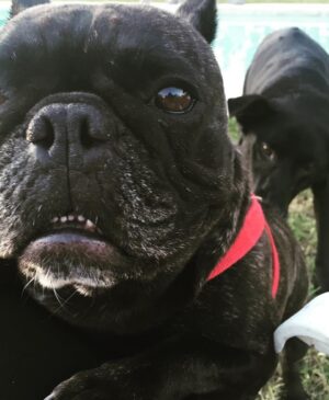 Connie Ballarini Instagram - Por siempre en mi corazón  India de mi vida 
💔💔💔💔💔
Quiero recordarte así riendo a carcajadas juntas pero hoy tengo el corazón destrozado…. sin entender, sin poder procesar todo esto tan repentino.  Por momentos siento q me voy a despertar de esta pesadilla y vas a estar ahí en mis pies acurrucada y roncando.  Hoy me desperté y no estabas y el vacío es enorme … Que falta me haces, que rara la vida sin vos, sin presentes pero con recuerdos hermosos q ahora me hacen llorar a lágrimas pero q dsp deseo de corazón q se vuelvan hermosos y llenos de amor y sonrisas.. porque eso es lo q me diste todos estos años.  Amor, un amor que no conocía y que fue el más hermoso que viví en la vida. 
Llegaste a mi vida cuando menos lo esperaba pero le diste sentido a todo… llegaste y me separé a los meses y fuiste mi compañera… luego ayer hablábamos con Fede que podríamos decir q por vos vino a vivir a casa ( para no dejarte solita tanto tiempo ) y así formamos una familia … si, vos lo hiciste… dsp como siempre con tu carisma y ese ángel hermoso que enamorabas a todos podríamos decir que enamoraste a Fede y hasta admito (y me la banco) q quieras más a Fede q a mi jajaja… yo decía ahí viene tu novio xq llegaba él y no había nada más en tu mundo… pero te amo tanto que no me importa nada y amaba que lo amarás más el… tal vez xq era tu CHEFF personal entre otras cosas!? Puede ser, y lo entiendo hijita … como no entenderte la comida rica nos puede como todas taurinas
)Hoy sería tu cumpleaños… quedaron los bonetes del cumple de Troyi ahí para tu festejo 🥹 q no será acá pero ojalá estés robándole la comida a todos los perritos en el cielo, agarrando pelotitas y tirándote los peditos más hermosos del universo. Que el cielo se llene de peditos tuyos. 
No pasó ni un día y esto se pone difícil mi amor….
Lo q te extrañamos, lo q te necesito…. Llegaste de manera sorpresiva y te fuiste igual xq nunca imaginé que iba a ser así tan rápido, de repente xq para mí estabas bien, viejita pero te la re bancabas … perdón mi amor si cometí algún error, no quise dejarte solita en la internacion… sabes q quería meterme en la jaulita con vos si era posible. 
…( sigue abajo )