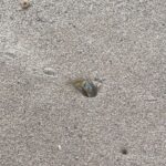 Dafne Keen