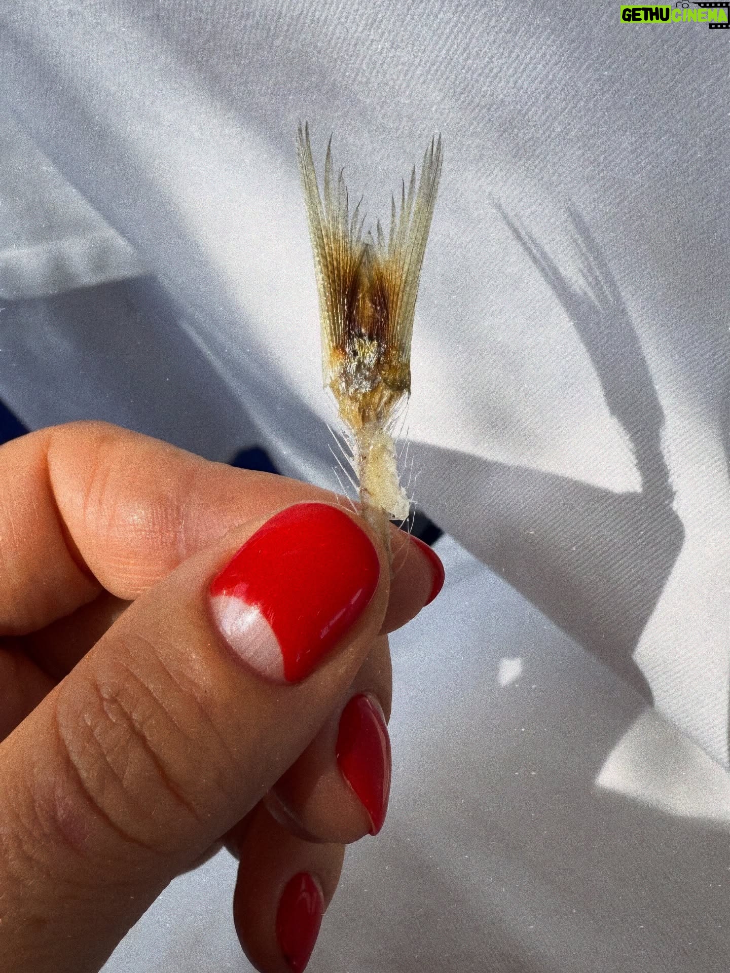 Dasha Astafieva - 42.9K Likes - Перша за три з половиною💔
Фоток вперше, майже немає.
Спогадів мільйон.
На останній плачу, бо є дещо, що зрозуміють лиш українці.