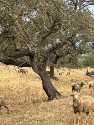 Débora Bloch Instagram - O descanso da guerreira.
Herdade da Malhadinha Nova, no Alentejo. Um lugar deslumbrante. Conforto, bom gosto, gentileza, simpatia, comida deliciosa, vinhos incríveis e paz. Obrigada @malhadinhanova, Rita e João, pela acolhida maravilhosa. Obrigada, @franciscaprpereira.