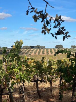Débora Bloch Instagram - O descanso da guerreira.
Herdade da Malhadinha Nova, no Alentejo. Um lugar deslumbrante. Conforto, bom gosto, gentileza, simpatia, comida deliciosa, vinhos incríveis e paz. Obrigada @malhadinhanova, Rita e João, pela acolhida maravilhosa. Obrigada, @franciscaprpereira.