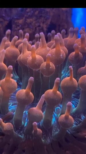 Filomena Cautela Instagram - Sextou!
Se puderem, partilhem esta informação essencial : como sabem, os recifes de coral atingiram o ponto de nao retorno e o planeta entrou numa nova fase de colapso climático. Quando estava vivo, este coral foi mandando recados...