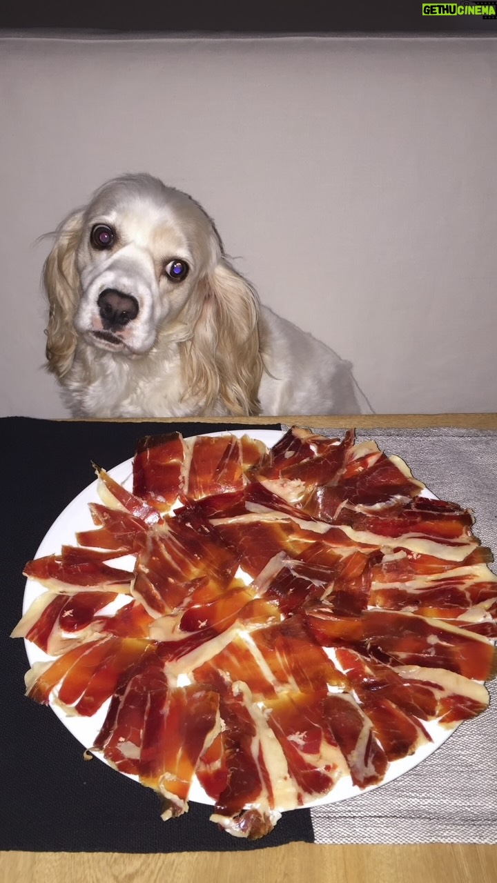 Florencia de Saracho - 15.3K Likes - Mi Alcachofa, mi Chofis, mi pofa, mi compañera fiel se me ha ido para siempre y mi corazón no puede con tanto dolor, sé que muchos pensarán que solo es un perro, pero para mí era una hija más, con ella compartía todo mi día, siempre a mi lado, siempre dándome amor, ese amor incondicional que no se donde encontrar.  Todavía no entiendo si estábamos tan felices en Acapulco donde tanto te gustaba y en 3 días solo te enfermaste del estómago. Y ahora ya no estás. Murió de un infarto. Gracias por sus mensajitos y por estar pendientes de nosotros. #alcachofamicompañerafiel