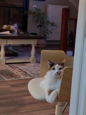 Hande Kazanova Instagram - Sen benim bi ömür gün ışığımsın!
Çok özleneceksin güzel kızım ❤️❤️❤️
#neptune #neptunthecat #loveyoutothemoonandback🌙️