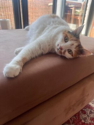 Hande Kazanova Instagram - Sen benim bi ömür gün ışığımsın!
Çok özleneceksin güzel kızım ❤️❤️❤️
#neptune #neptunthecat #loveyoutothemoonandback🌙️