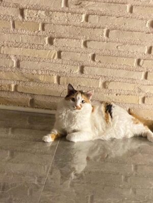 Hande Kazanova Instagram - Sen benim bi ömür gün ışığımsın!
Çok özleneceksin güzel kızım ❤️❤️❤️
#neptune #neptunthecat #loveyoutothemoonandback🌙️