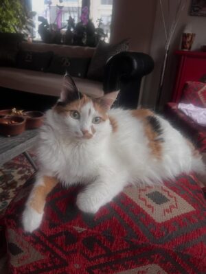 Hande Kazanova Instagram - Sen benim bi ömür gün ışığımsın!
Çok özleneceksin güzel kızım ❤️❤️❤️
#neptune #neptunthecat #loveyoutothemoonandback🌙️