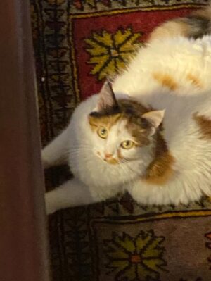 Hande Kazanova Instagram - Sen benim bi ömür gün ışığımsın!
Çok özleneceksin güzel kızım ❤️❤️❤️
#neptune #neptunthecat #loveyoutothemoonandback🌙️