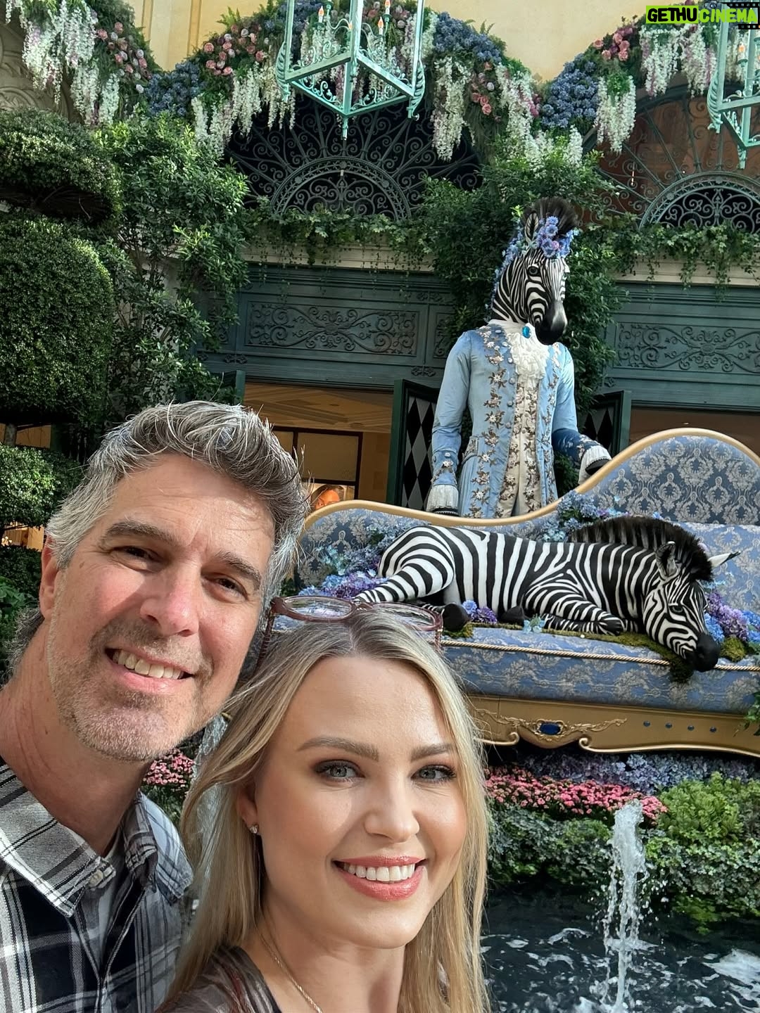 Irina Voronina - 2.8K Likes - Bellagio Gardens didn’t disappoint ! 🦓🐅🦩
#lasvegas #bellagiolasvegas #travel