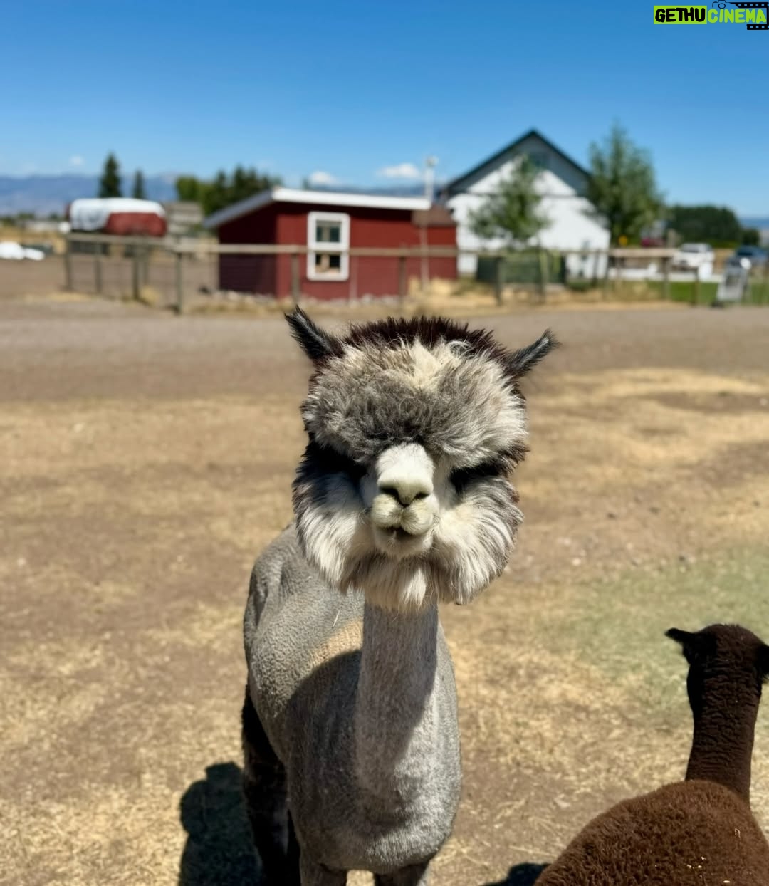 Irina Voronina - 600 Likes - Enjoyed spending time with friends and family this summer!. 🌅🦙🗻🐎☀️ Montana summers - five stars. 🌟 Jury duty - zero stars. 👎 Do not recommend  #montana #bozeman #montanatravel #irinavoronina