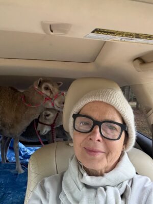 Isabella Rossellini Instagram - Driving my sheep Toto and Peppe ( photo #1)to pastor Claire Repsholdt of the Luther Church of Our Savior in Patchogue ( photo#2) for blessing of animals on St Francis day. . Photo#3 the quantity of wool Toto and Pepe produce in one year ! Their wool a blessing too @mamafarm
