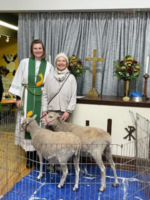 Isabella Rossellini Instagram - Driving my sheep Toto and Peppe ( photo #1)to pastor Claire Repsholdt of the Luther Church of Our Savior in Patchogue ( photo#2) for blessing of animals on St Francis day. . Photo#3 the quantity of wool Toto and Pepe produce in one year ! Their wool a blessing too @mamafarm